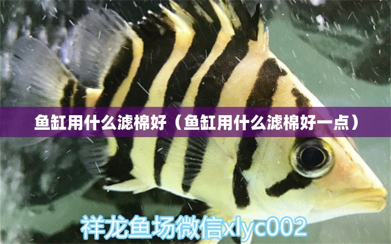 魚缸用什么濾棉好（魚缸用什么濾棉好一點(diǎn)） 祥龍水族醫(yī)院