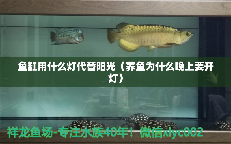 魚缸用什么燈代替陽光（養(yǎng)魚為什么晚上要開燈） 委內(nèi)瑞拉奧里諾三間魚