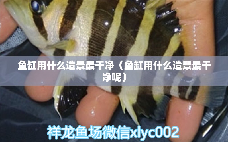 魚缸用什么造景最干凈（魚缸用什么造景最干凈呢） 祥龍水族醫(yī)院