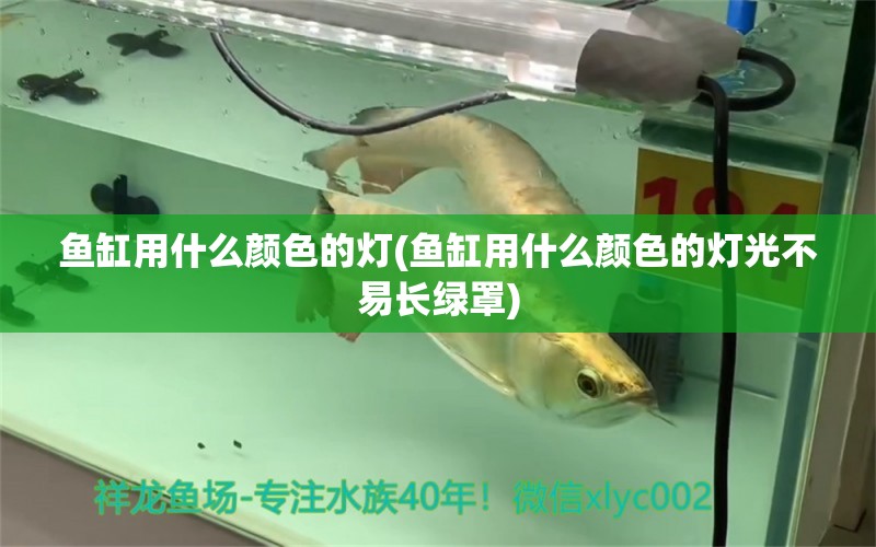 魚缸用什么顏色的燈(魚缸用什么顏色的燈光不易長綠罩)