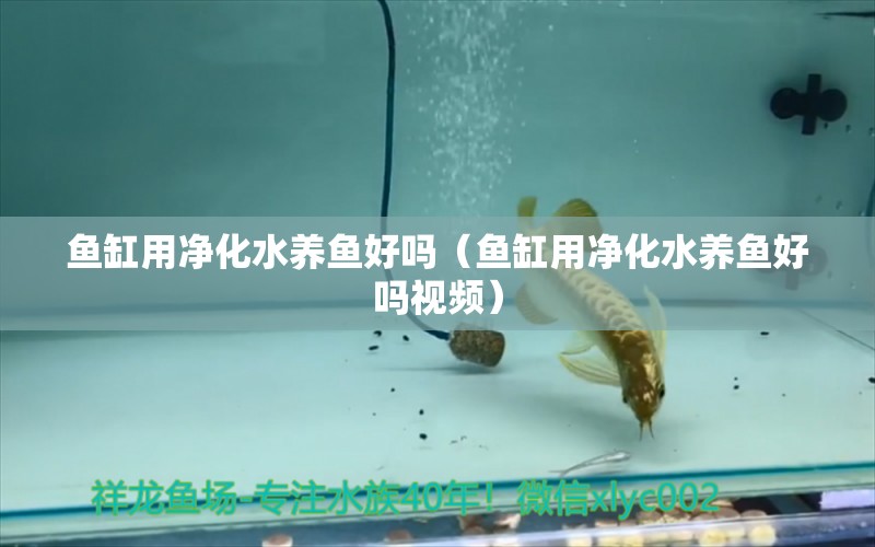 魚缸用凈化水養(yǎng)魚好嗎（魚缸用凈化水養(yǎng)魚好嗎視頻）