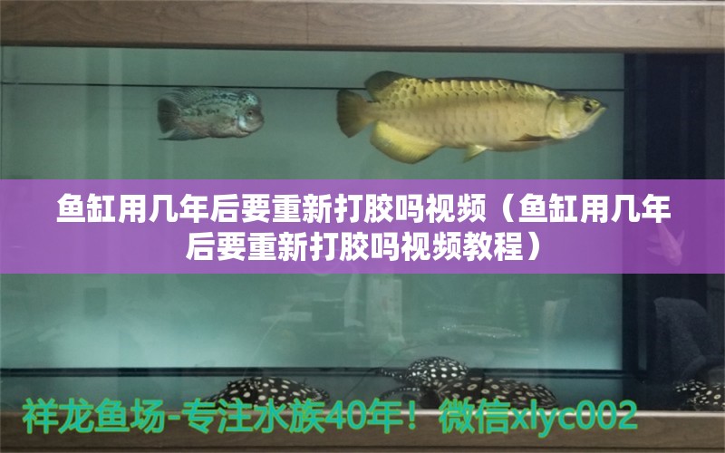 魚缸用幾年后要重新打膠嗎視頻（魚缸用幾年后要重新打膠嗎視頻教程） 鐵甲武士