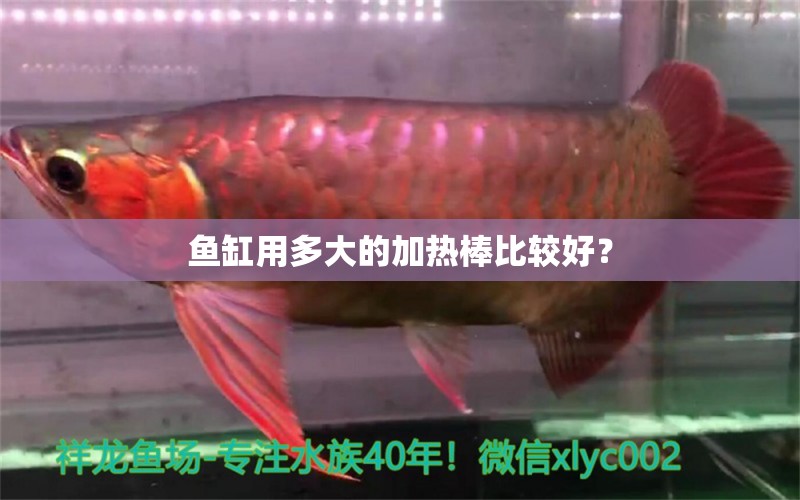 魚缸用多大的加熱棒比較好？ 觀賞魚