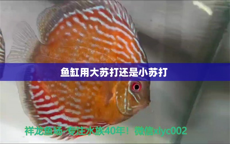 魚缸用大蘇打還是小蘇打 