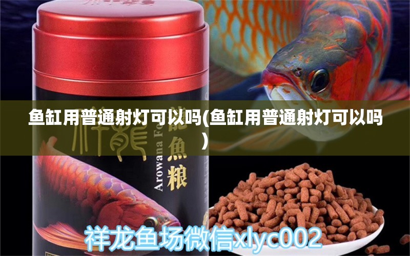 魚缸用普通射燈可以嗎(魚缸用普通射燈可以嗎) 非洲金鼓魚