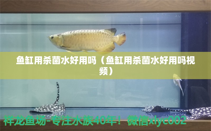 魚缸用殺菌水好用嗎（魚缸用殺菌水好用嗎視頻） 祥龍水族醫(yī)院