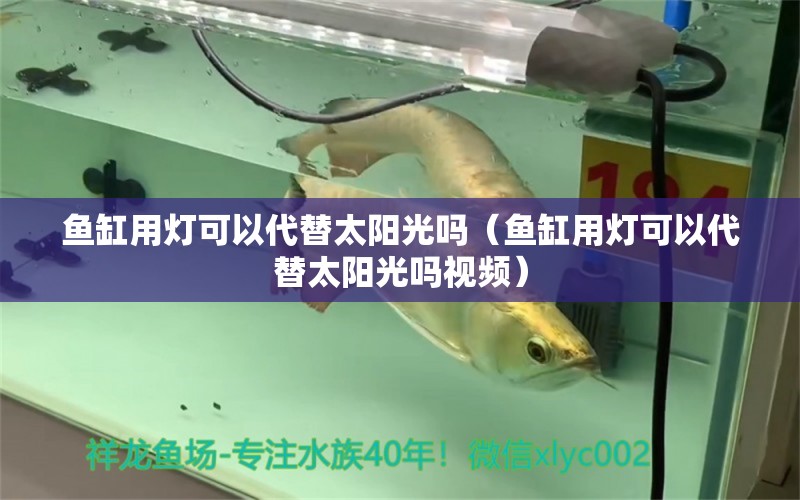 魚缸用燈可以代替太陽光嗎（魚缸用燈可以代替太陽光嗎視頻） 祥龍水族醫(yī)院