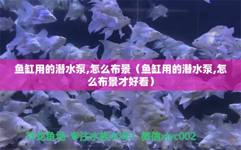 魚缸用的潛水泵,怎么布景（魚缸用的潛水泵,怎么布景才好看）