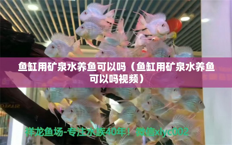 魚缸用礦泉水養(yǎng)魚可以嗎（魚缸用礦泉水養(yǎng)魚可以嗎視頻） 祥龍水族醫(yī)院