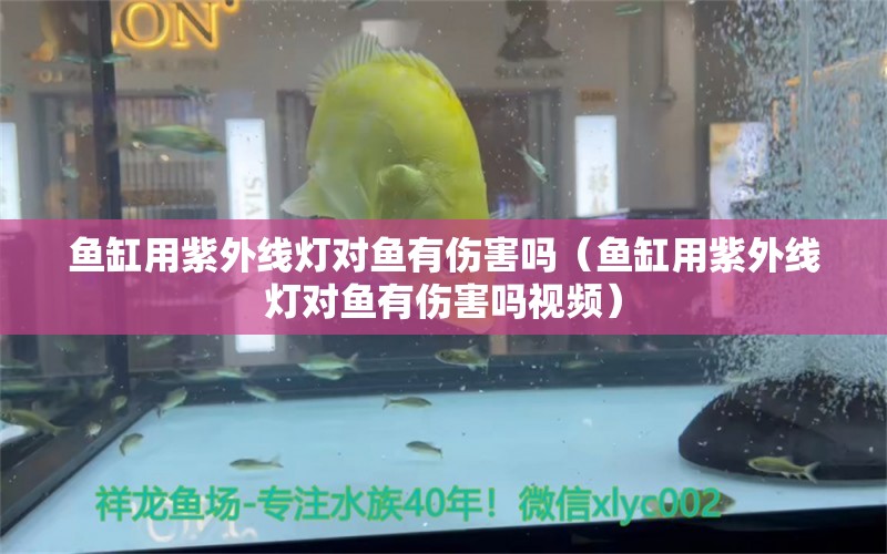 魚缸用紫外線燈對魚有傷害嗎（魚缸用紫外線燈對魚有傷害嗎視頻）