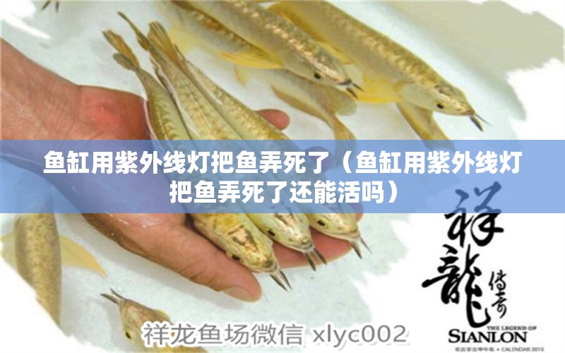 魚缸用紫外線燈把魚弄死了（魚缸用紫外線燈把魚弄死了還能活嗎）