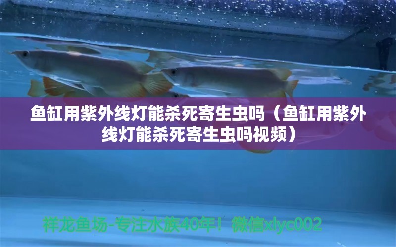 魚缸用紫外線燈能殺死寄生蟲嗎（魚缸用紫外線燈能殺死寄生蟲嗎視頻）