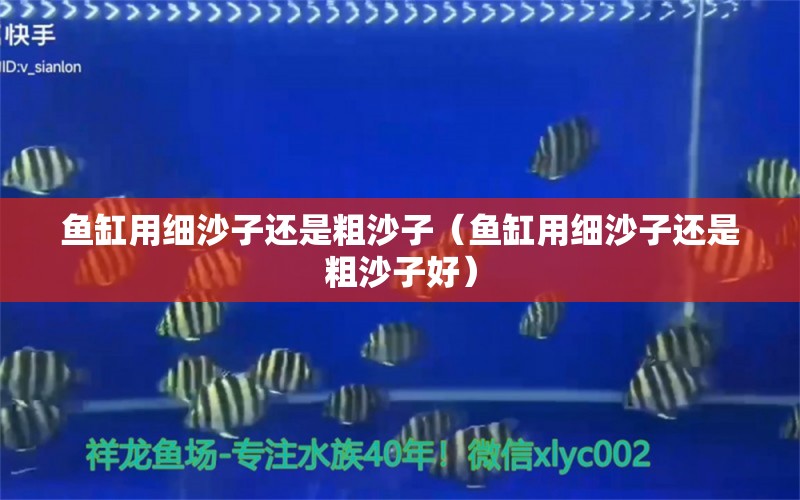 魚缸用細(xì)沙子還是粗沙子（魚缸用細(xì)沙子還是粗沙子好） 祥龍水族醫(yī)院