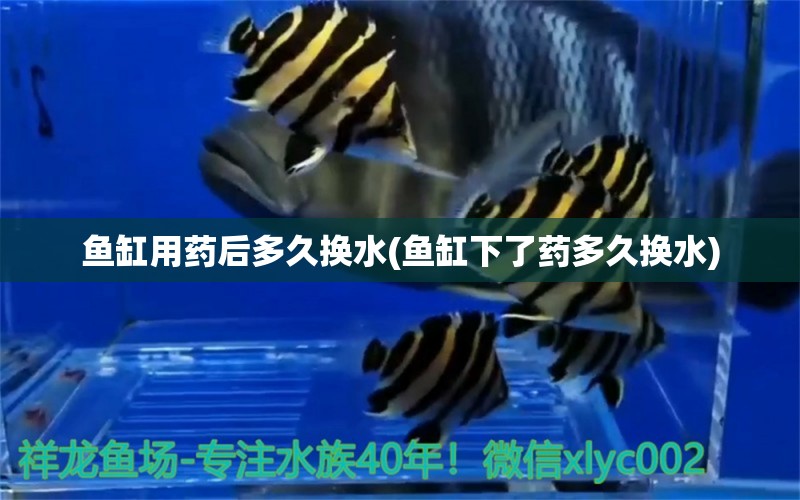 魚缸用藥后多久換水(魚缸下了藥多久換水) 大白鯊魚苗