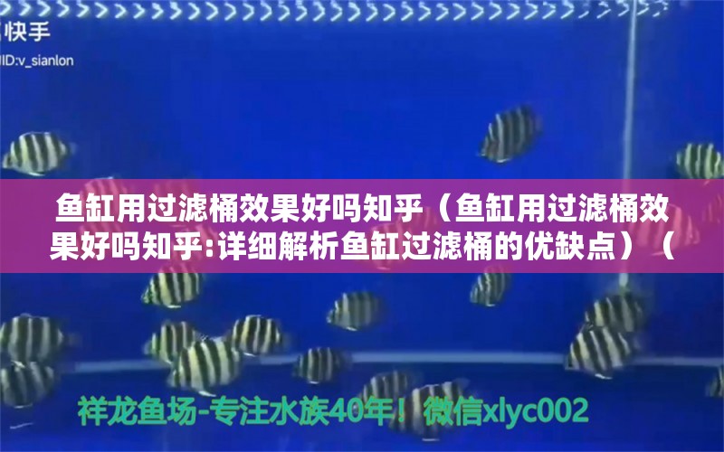 魚(yú)缸用過(guò)濾桶效果好嗎知乎（魚(yú)缸用過(guò)濾桶效果好嗎知乎:詳細(xì)解析魚(yú)缸過(guò)濾桶的優(yōu)缺點(diǎn)）（魚(yú)缸用過(guò)濾桶效果好嗎知乎） 白子球鯊魚(yú)