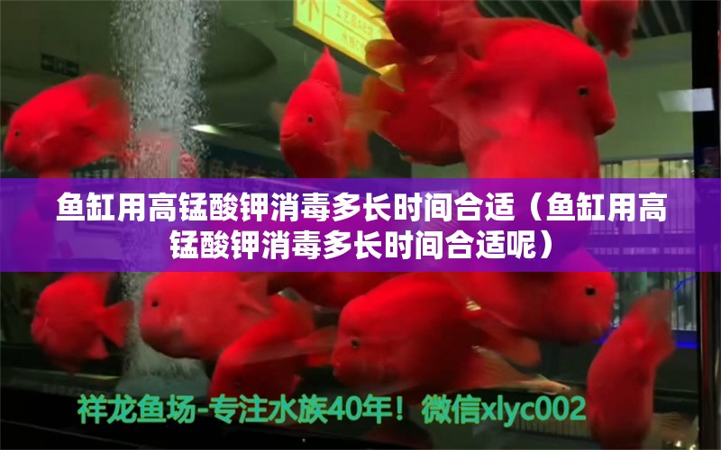 魚缸用高錳酸鉀消毒多長(zhǎng)時(shí)間合適（魚缸用高錳酸鉀消毒多長(zhǎng)時(shí)間合適呢） 祥龍水族醫(yī)院