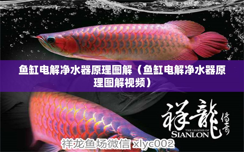 魚缸電解凈水器原理圖解（魚缸電解凈水器原理圖解視頻）