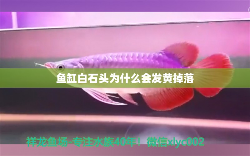 魚缸白石頭為什么會發(fā)黃掉落