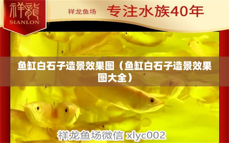 魚缸白石子造景效果圖（魚缸白石子造景效果圖大全）