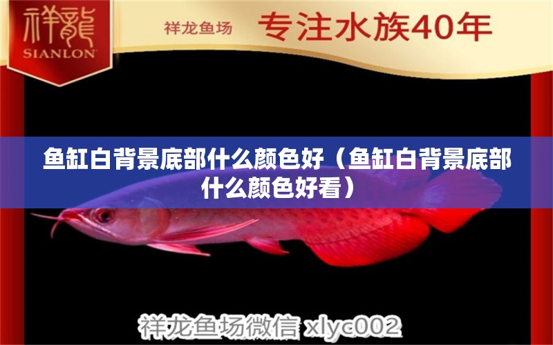 魚缸白背景底部什么顏色好（魚缸白背景底部什么顏色好看）