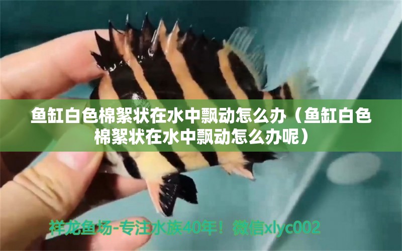 魚(yú)缸白色棉絮狀在水中飄動(dòng)怎么辦（魚(yú)缸白色棉絮狀在水中飄動(dòng)怎么辦呢）