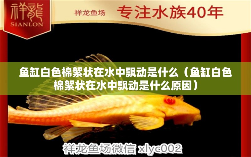 魚(yú)缸白色棉絮狀在水中飄動(dòng)是什么（魚(yú)缸白色棉絮狀在水中飄動(dòng)是什么原因）