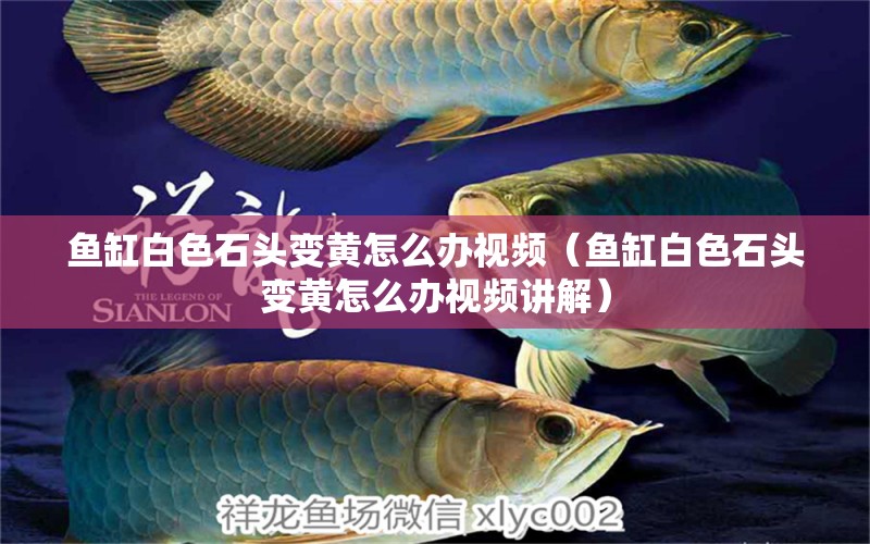 魚缸白色石頭變黃怎么辦視頻（魚缸白色石頭變黃怎么辦視頻講解） 羅漢魚批發(fā) 第1張