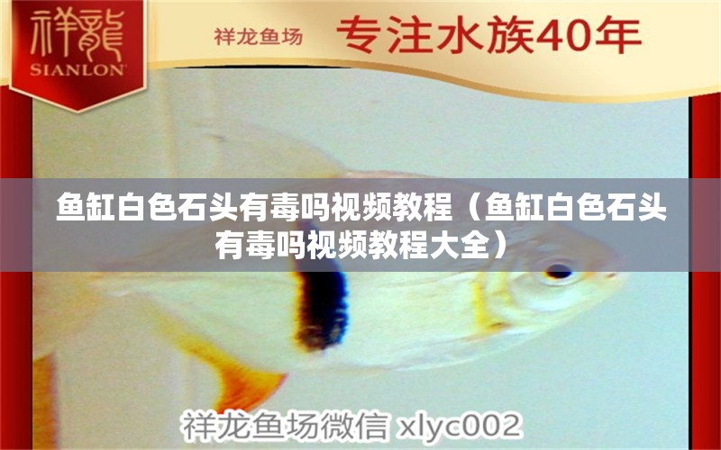 魚缸白色石頭有毒嗎視頻教程（魚缸白色石頭有毒嗎視頻教程大全）