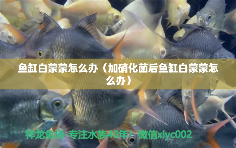 魚缸白蒙蒙怎么辦（加硝化菌后魚缸白蒙蒙怎么辦）