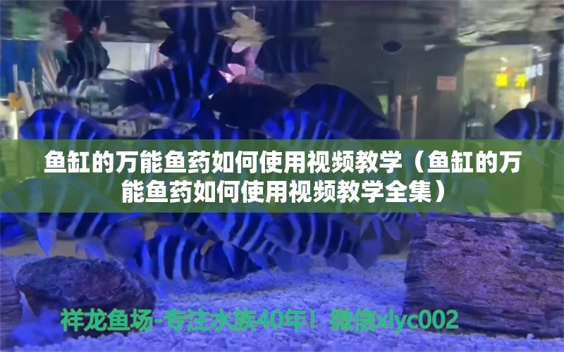 魚缸的萬能魚藥如何使用視頻教學(xué)（魚缸的萬能魚藥如何使用視頻教學(xué)全集） 其他益生菌