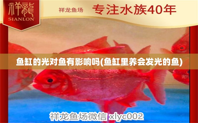 魚缸的光對(duì)魚有影響嗎(魚缸里養(yǎng)會(huì)發(fā)光的魚) 飛鳳魚