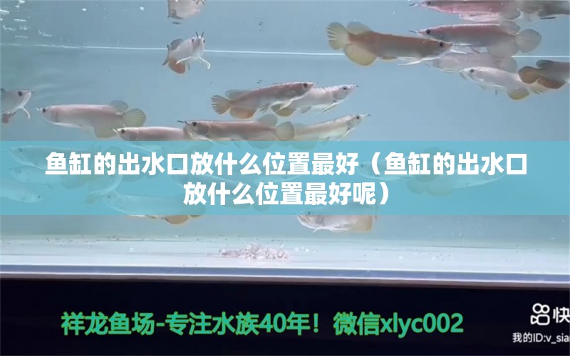 魚缸的出水口放什么位置最好（魚缸的出水口放什么位置最好呢） 銀龍魚