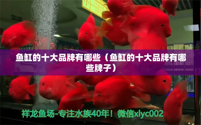 魚缸的十大品牌有哪些（魚缸的十大品牌有哪些牌子）