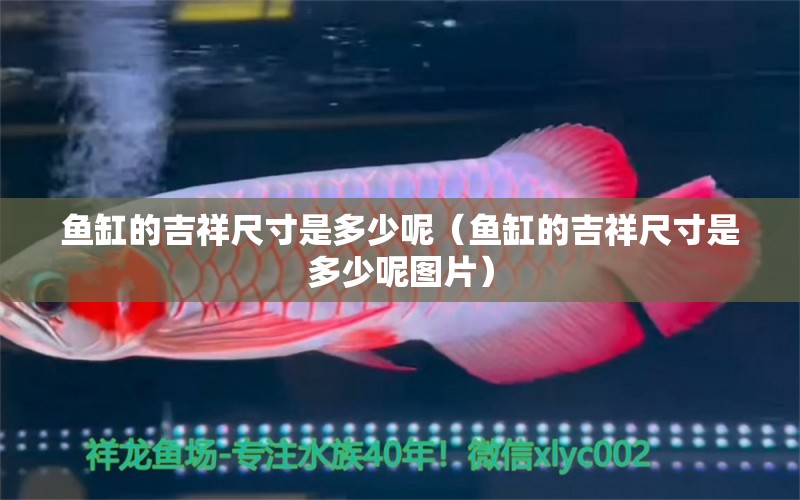 魚缸的吉祥尺寸是多少呢（魚缸的吉祥尺寸是多少呢圖片）