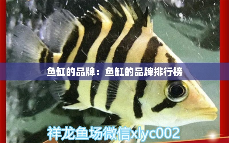 魚缸的品牌：魚缸的品牌排行榜