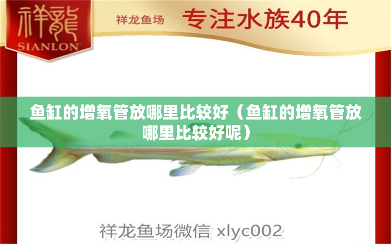 魚缸的增氧管放哪里比較好（魚缸的增氧管放哪里比較好呢）