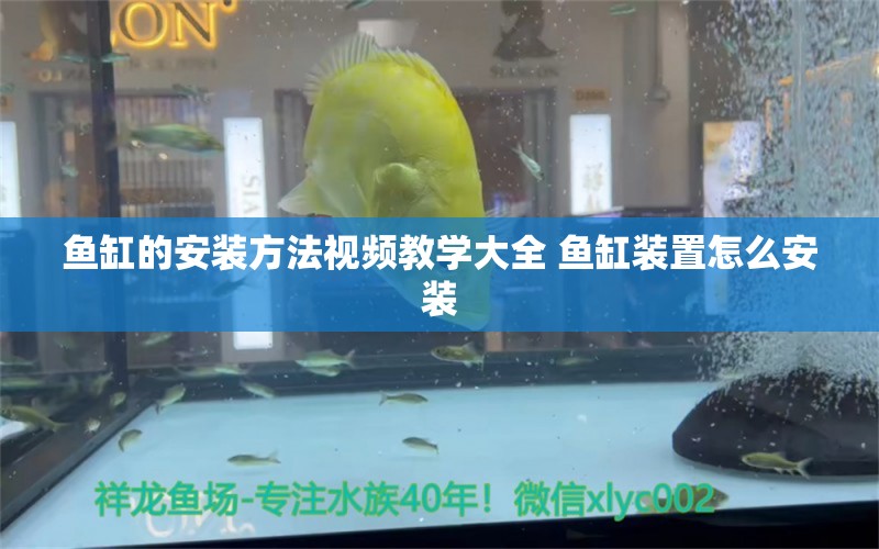 魚缸的安裝方法視頻教學(xué)大全 魚缸裝置怎么安裝 稀有金龍魚 第1張