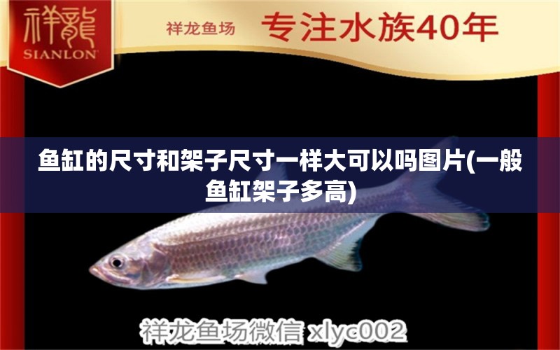 魚缸的尺寸和架子尺寸一樣大可以嗎圖片(一般魚缸架子多高) 帝王血鉆魚