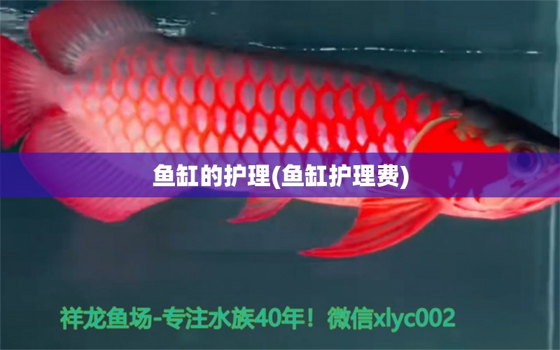 魚缸的護(hù)理(魚缸護(hù)理費) 熊貓異形魚L46