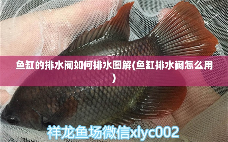 魚缸的排水閥如何排水圖解(魚缸排水閥怎么用) 皇冠黑白魟魚