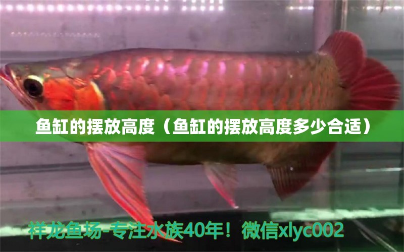 魚缸的擺放高度（魚缸的擺放高度多少合適）