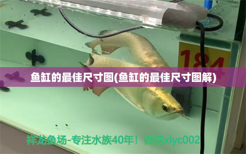 魚缸的最佳尺寸圖(魚缸的最佳尺寸圖解) 魚糧魚藥