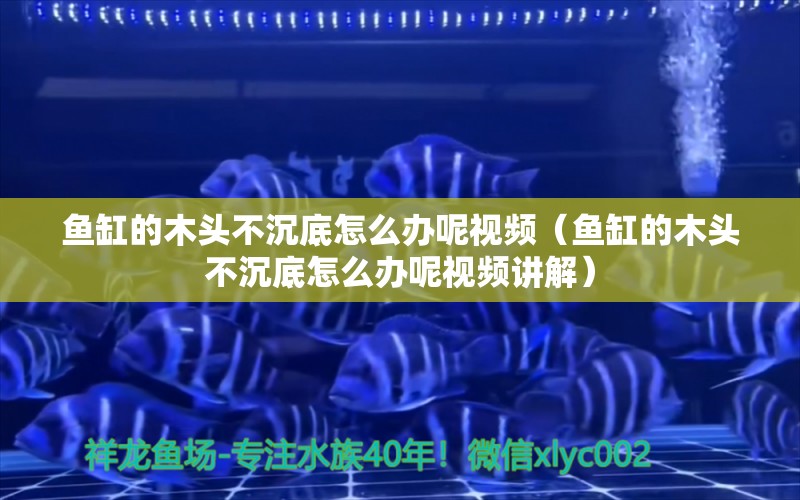 魚缸的木頭不沉底怎么辦呢視頻（魚缸的木頭不沉底怎么辦呢視頻講解）