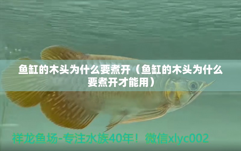 魚缸的木頭為什么要煮開（魚缸的木頭為什么要煮開才能用）