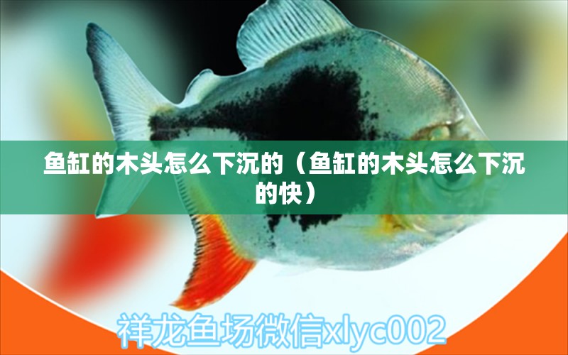 魚缸的木頭怎么下沉的（魚缸的木頭怎么下沉的快）