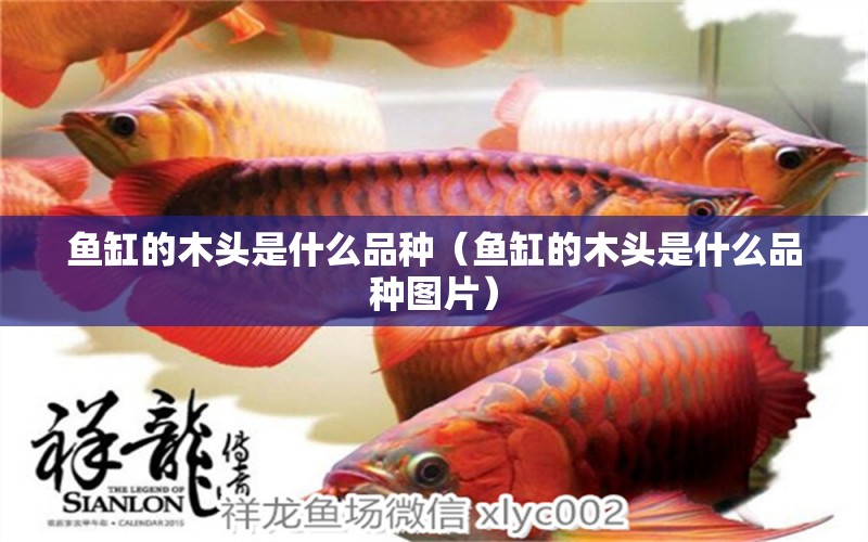 魚缸的木頭是什么品種（魚缸的木頭是什么品種圖片） 廣州龍魚批發(fā)市場