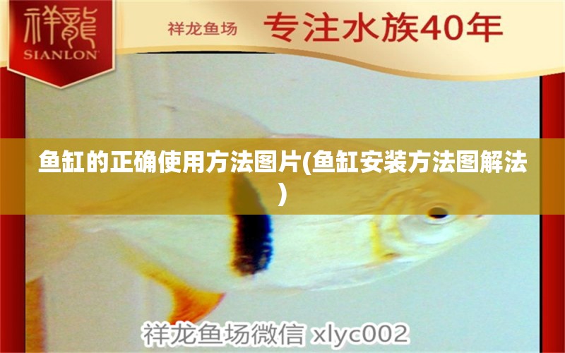 魚缸的正確使用方法圖片(魚缸安裝方法圖解法) 大白鯊魚