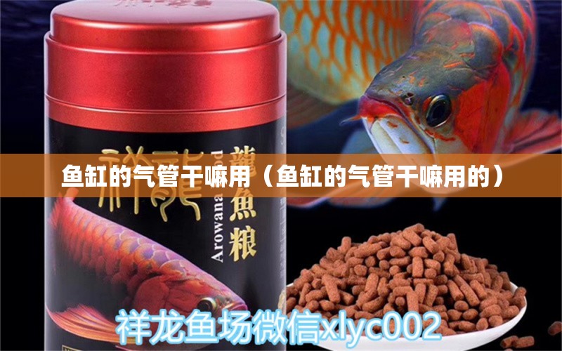 魚缸的氣管干嘛用（魚缸的氣管干嘛用的）