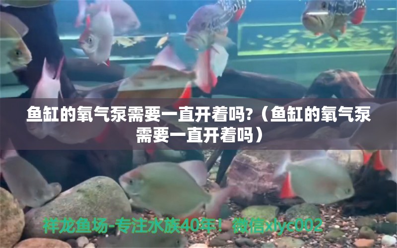 魚(yú)缸的氧氣泵需要一直開(kāi)著嗎?（魚(yú)缸的氧氣泵需要一直開(kāi)著嗎） 祥龍水族醫(yī)院