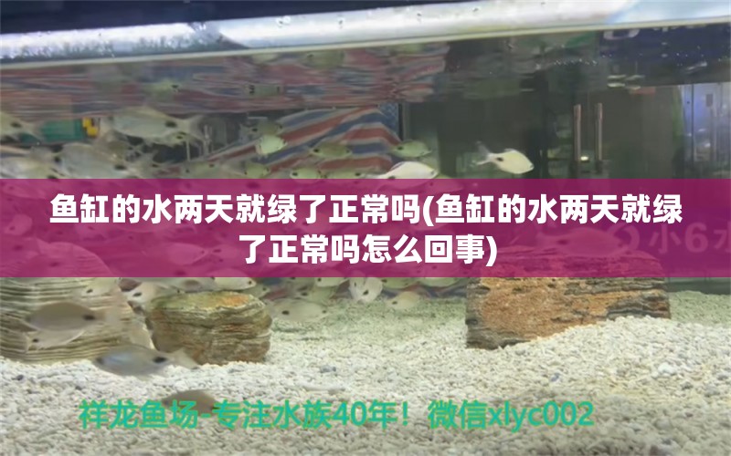 魚缸的水兩天就綠了正常嗎(魚缸的水兩天就綠了正常嗎怎么回事) 眼斑魚